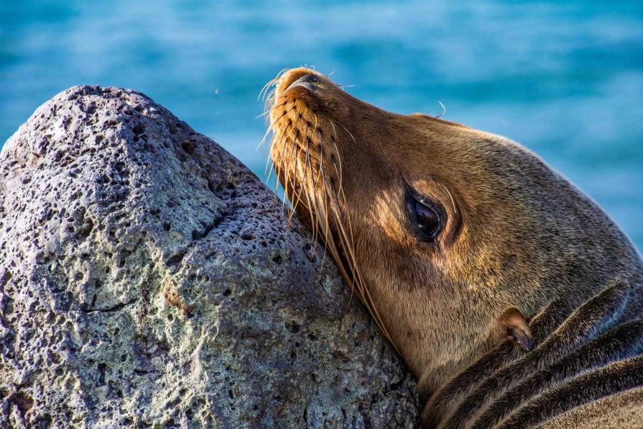 Finch Bay Galapagos Hotel ปูแอร์โตอาโยรา ภายนอก รูปภาพ